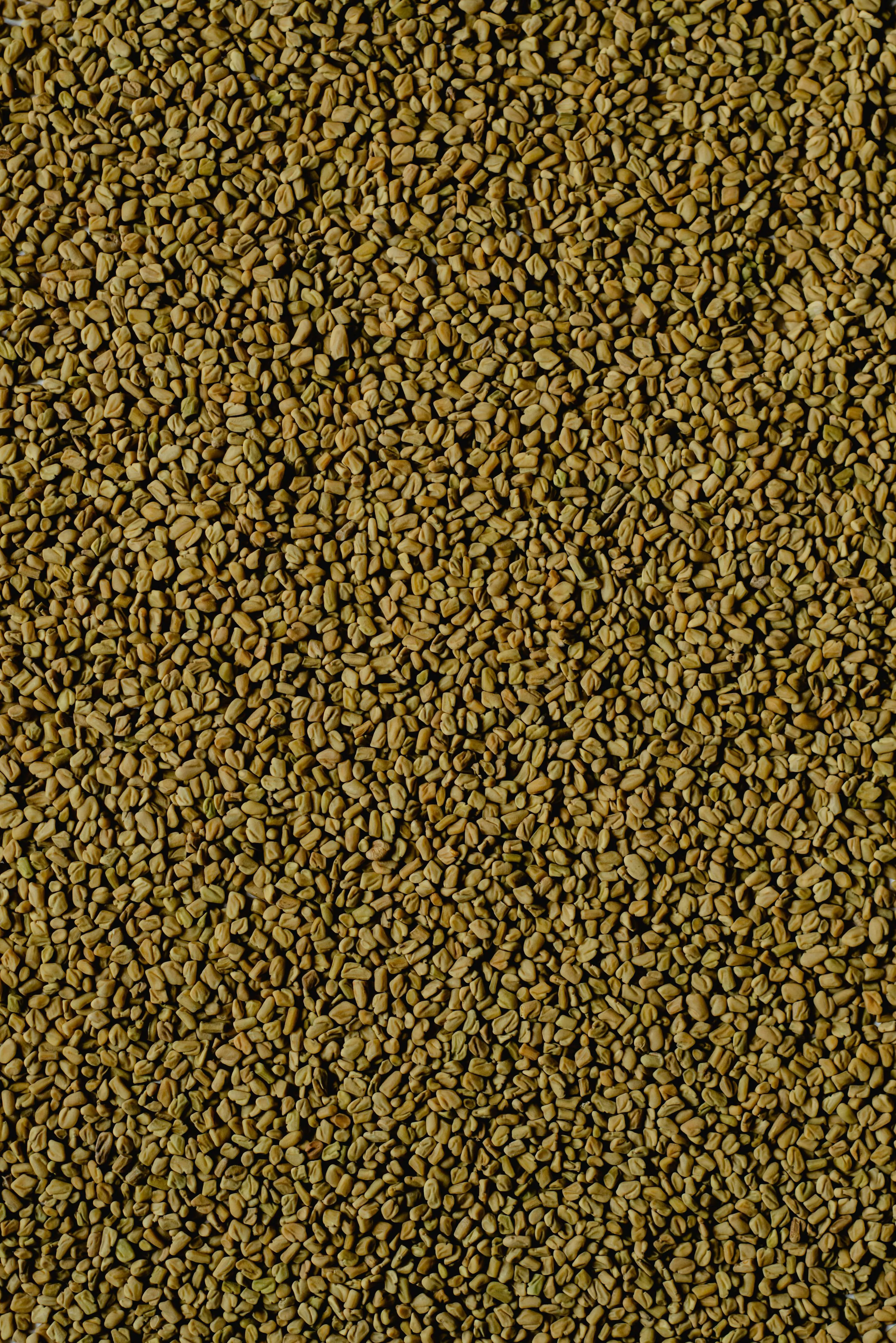 Fenugreek Seeds - Export Quality Indian Spice